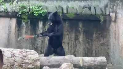 Nunchuck Bear: Companion, +75% Strength