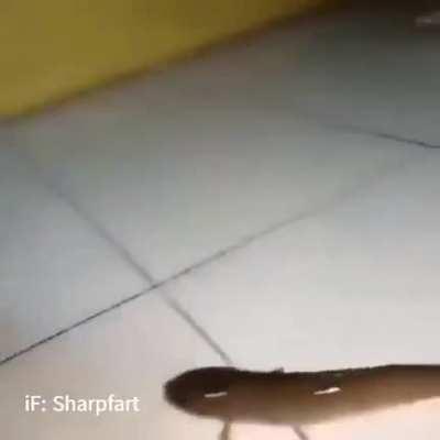 não é só os macacos que evoluíram 😲😲😲