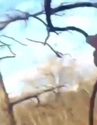 HMFT after I eat a tree