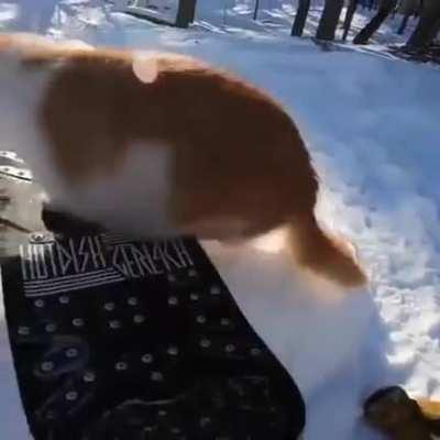 I needs an agent. I have two endorsement deals, one for kibbles and another for bits, that I need reviewed.