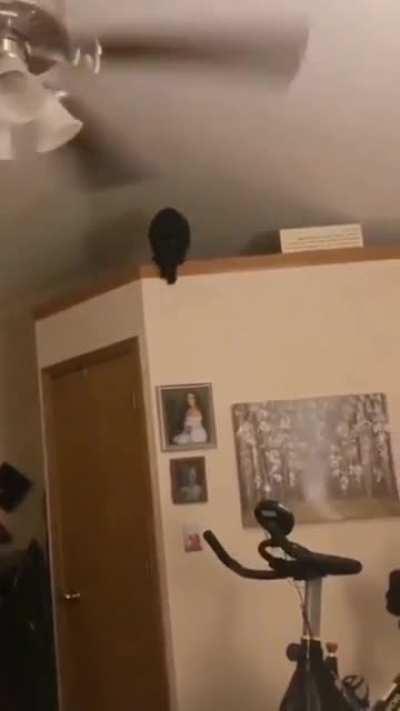 It Was Blatantly Obvious What The Cat Was About To Do