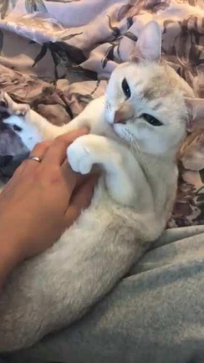 Finally have enough karma to post my best friend. This is Doris! (Burmilla) 🤍