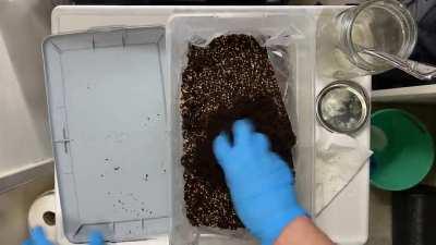 [Actives] First attempt at P. Natalensis