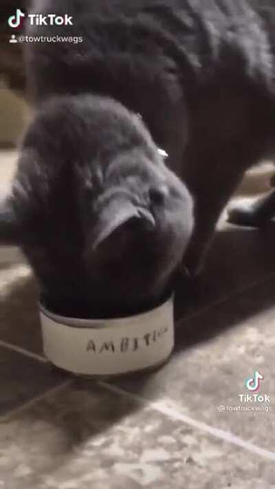 kitty successfully runs tow truck business