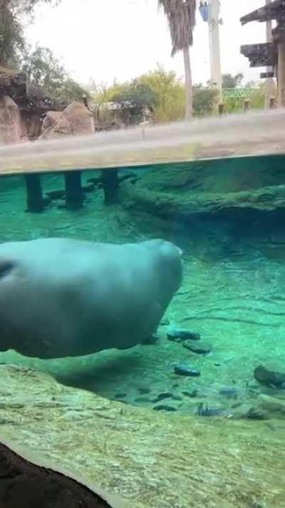 The Hippopotamus amphibius in all its splendor