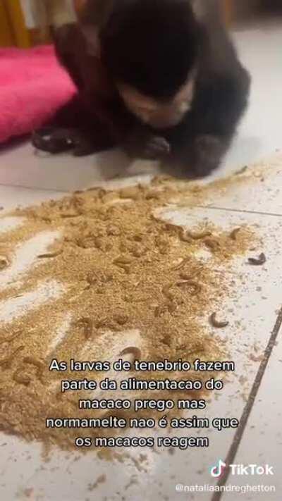 A convivência com os humanos foi longe demais pra esse mamaquinho