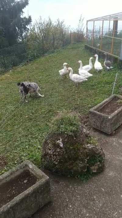 My aunt's dog has lacks of braveness.