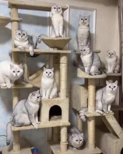 Instant Cat Army. Portable whirlwind of superficial wounds and allergens.