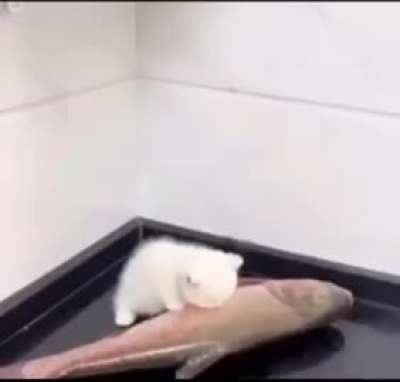 Er hi cam have can birg fish Q esq??????// mes2