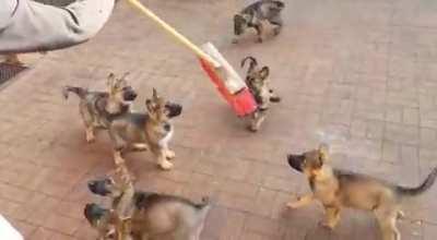 The Broom Must Be Destroyed