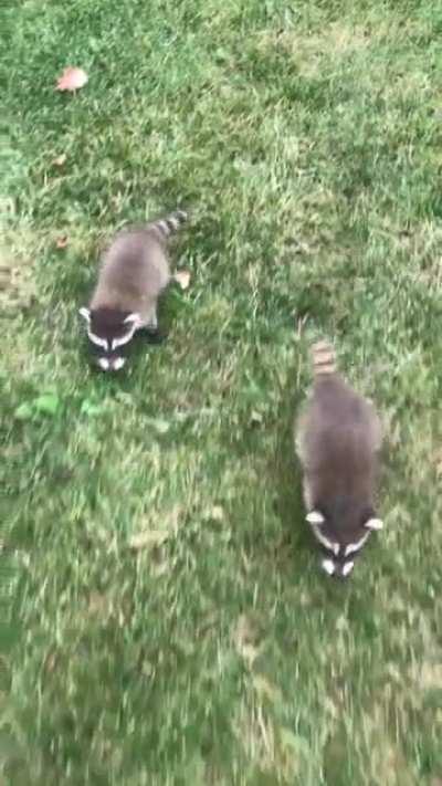 Last year’s Bonnie and Clyde. ~5 weeks old.