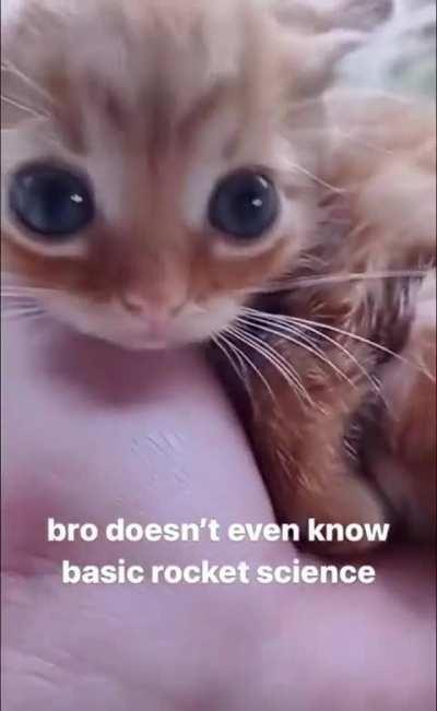 smol uneducated bean