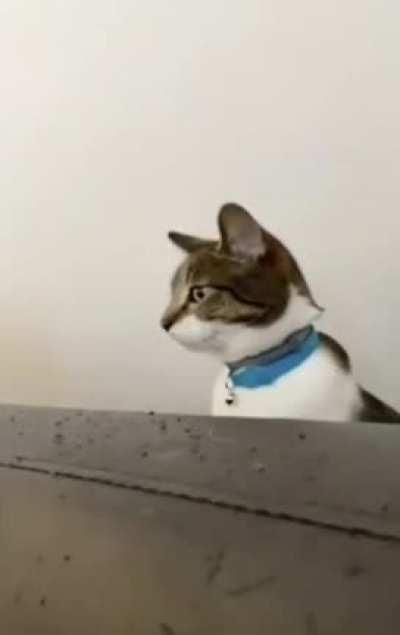 Learning from the Dog Masters