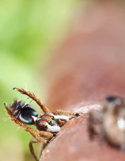 A Collection of Peacock Spiders' mating dances.