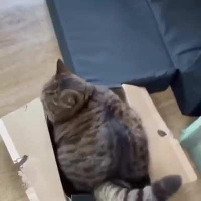 Chonk Kamikaze