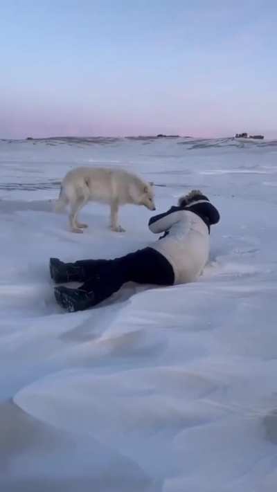 Arctic Wolves checking out wildlife photographers