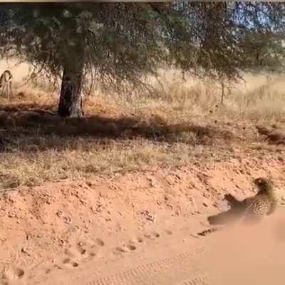 🔥 The incredible stealth and movement.