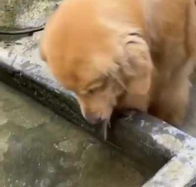 Doggo sees fish is still kicking, so he let's it go