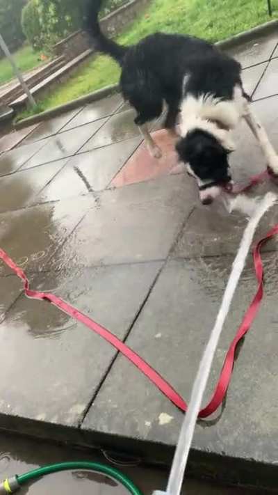 His favourite game (when there’s not a ball)