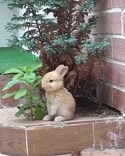 A Rabbit Eating Leaves In Peace