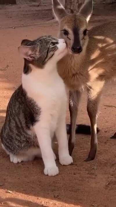 [unintentional] Cat and Deer