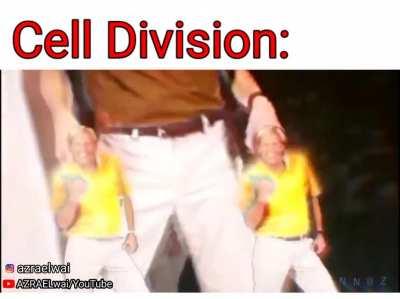 Cell Division in brief