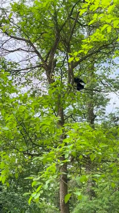 Today I saw a crow trying to eat a squirrel