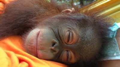 Infant orangutan having a nap during the day with her human carer. This is at a rehabilitation and release centre run by the Centre for Orangutan Protection in Kalimantan (Borneo).