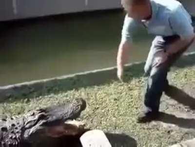 WCGW if you play with a 🐊