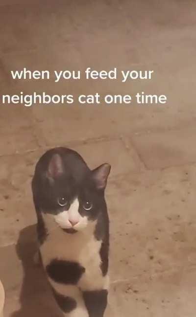 Congrats on the new cat