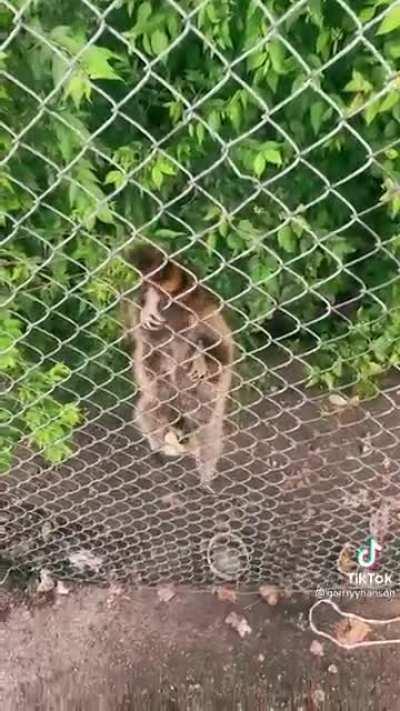 Trashpanda Taco Tuesday!