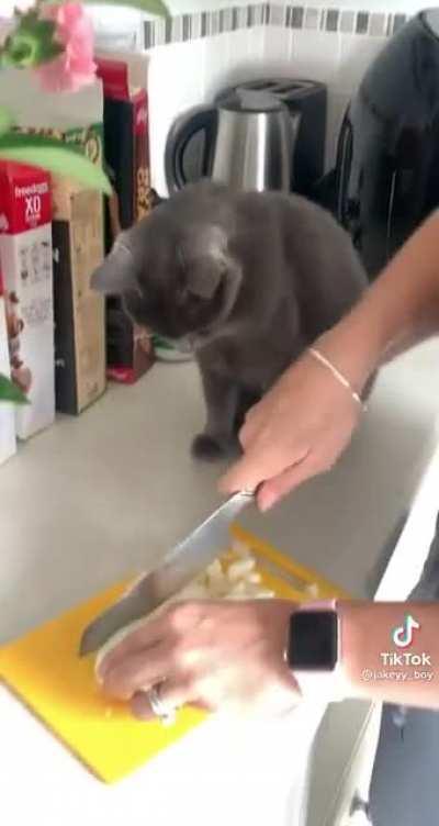 caT iS victiM oF CHEMicaL wARfARe