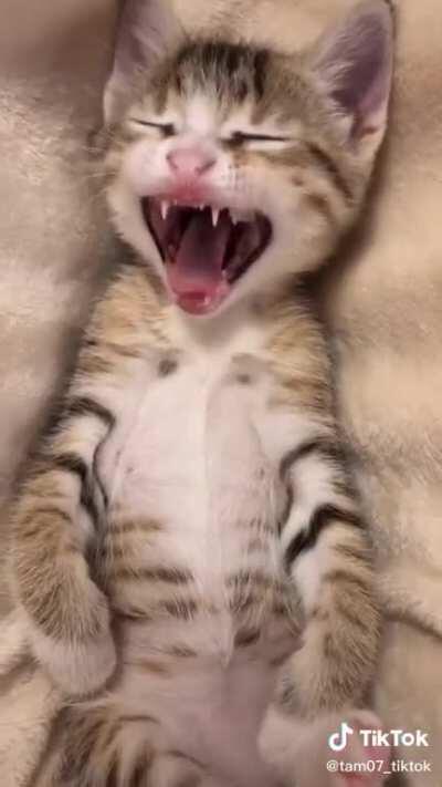 Them inbred cat’s be loafing around