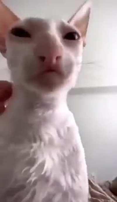 John Wordington's cat