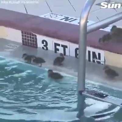 Kind human leaves a lifejackets out as a stepping stone for ducklings.