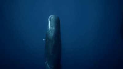 Near a sleeping whale