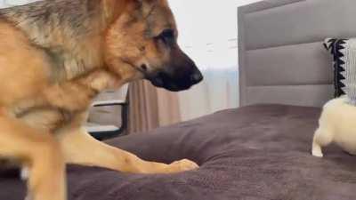 German Shepherd Meets Puppies for the First Time!