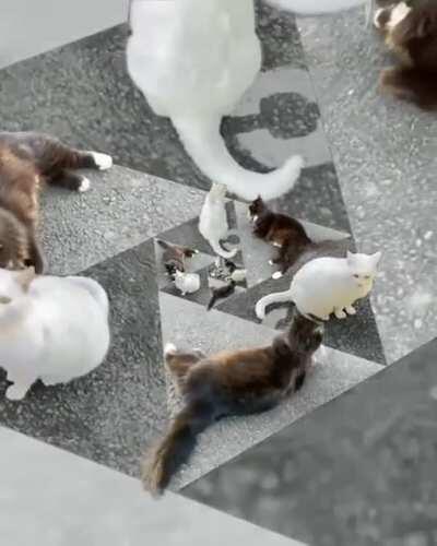 Fractal cats
