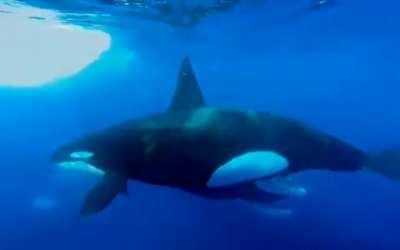 Orca dragging whale calf