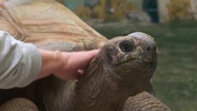 I'm happy Vinny spares the turtle club.