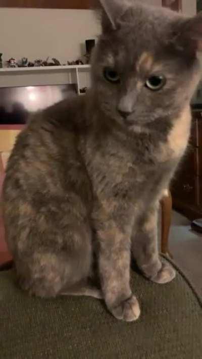 Gwendolyn is very feisty and playful today and wants you to know it!