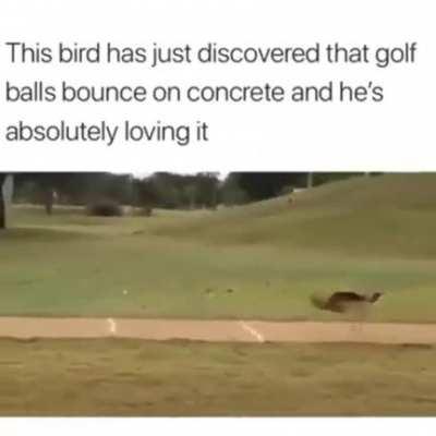 Unlock your inner bird