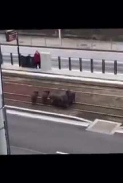 Hungarians started to occupy Slovakian femboys