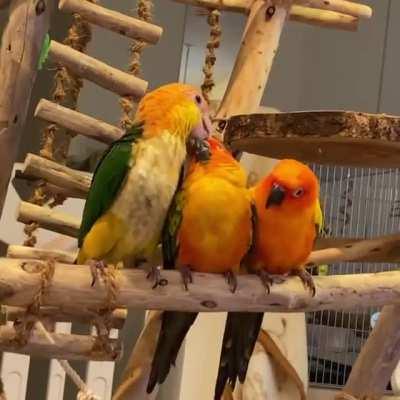 Its a preen party and everyone's invited!