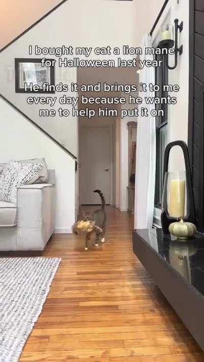 The cat: dont take it off hooman, must maintain my fierceness