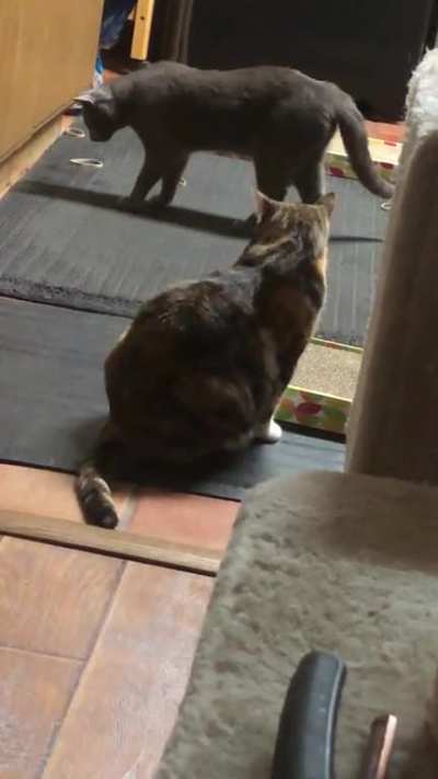 Finally got them both