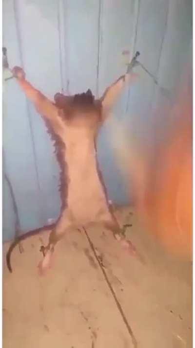 Get back for lil cenat