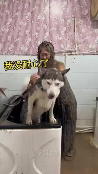 Still want to get yourself a husky?