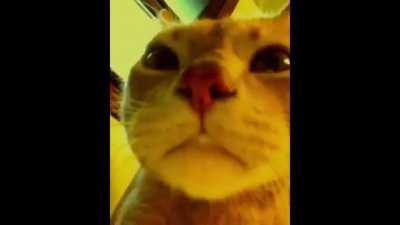 [Meme] The cat do be vibing tho