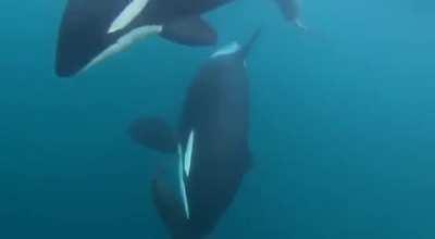 Unas orcas comiendo lobito cerca de un ponton salmonero
